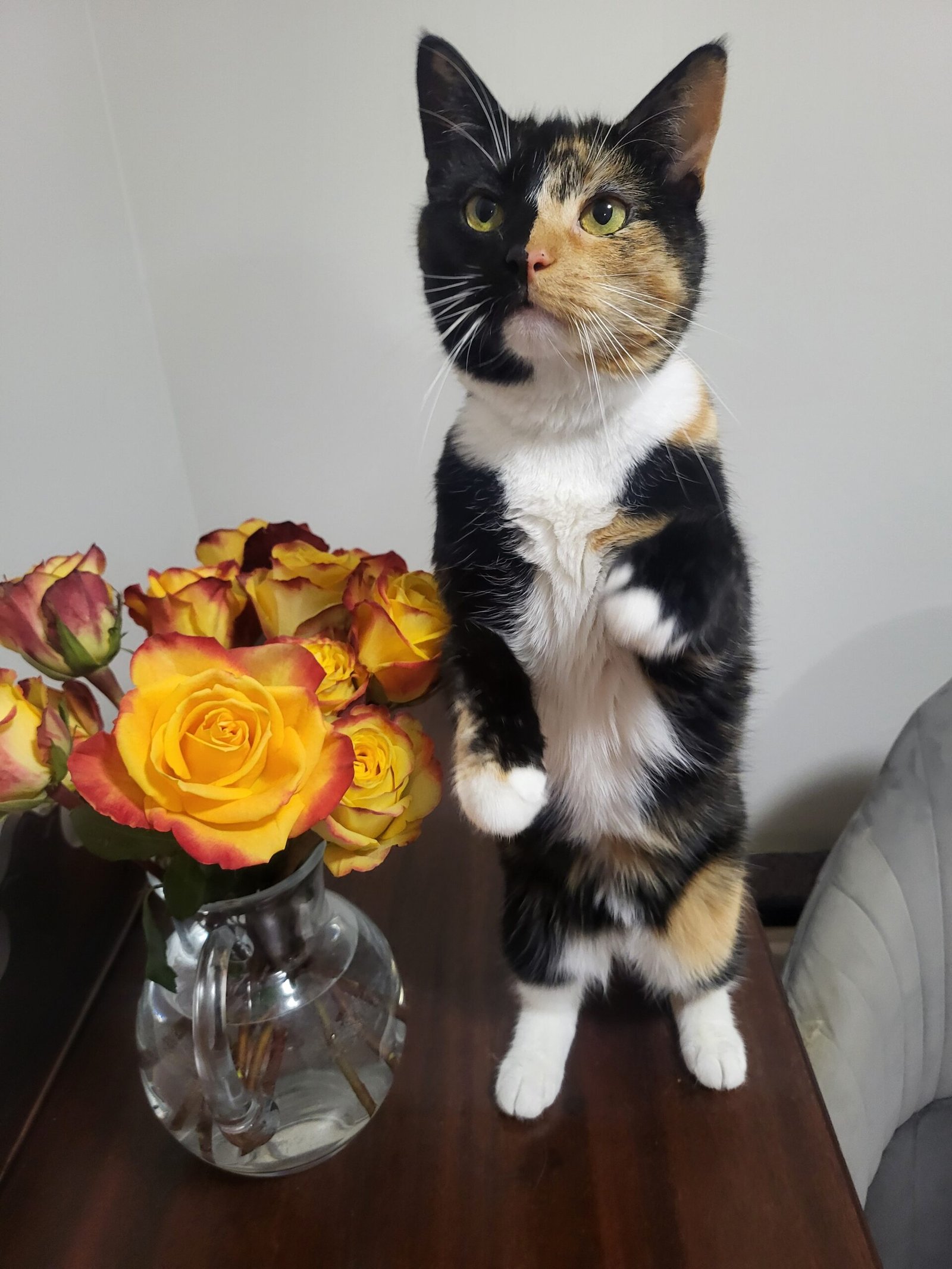 Burnish Point Laura Foley Aura Cat About