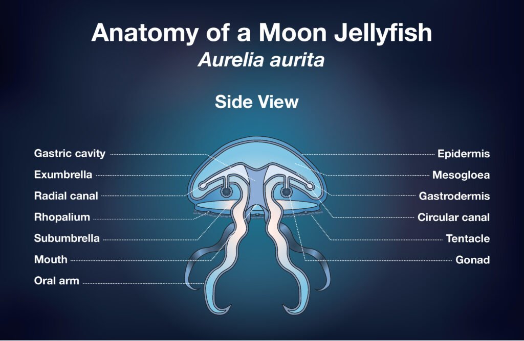 Burnish Point Graphic Design Laura Foley Technical Drawing Jellyfish