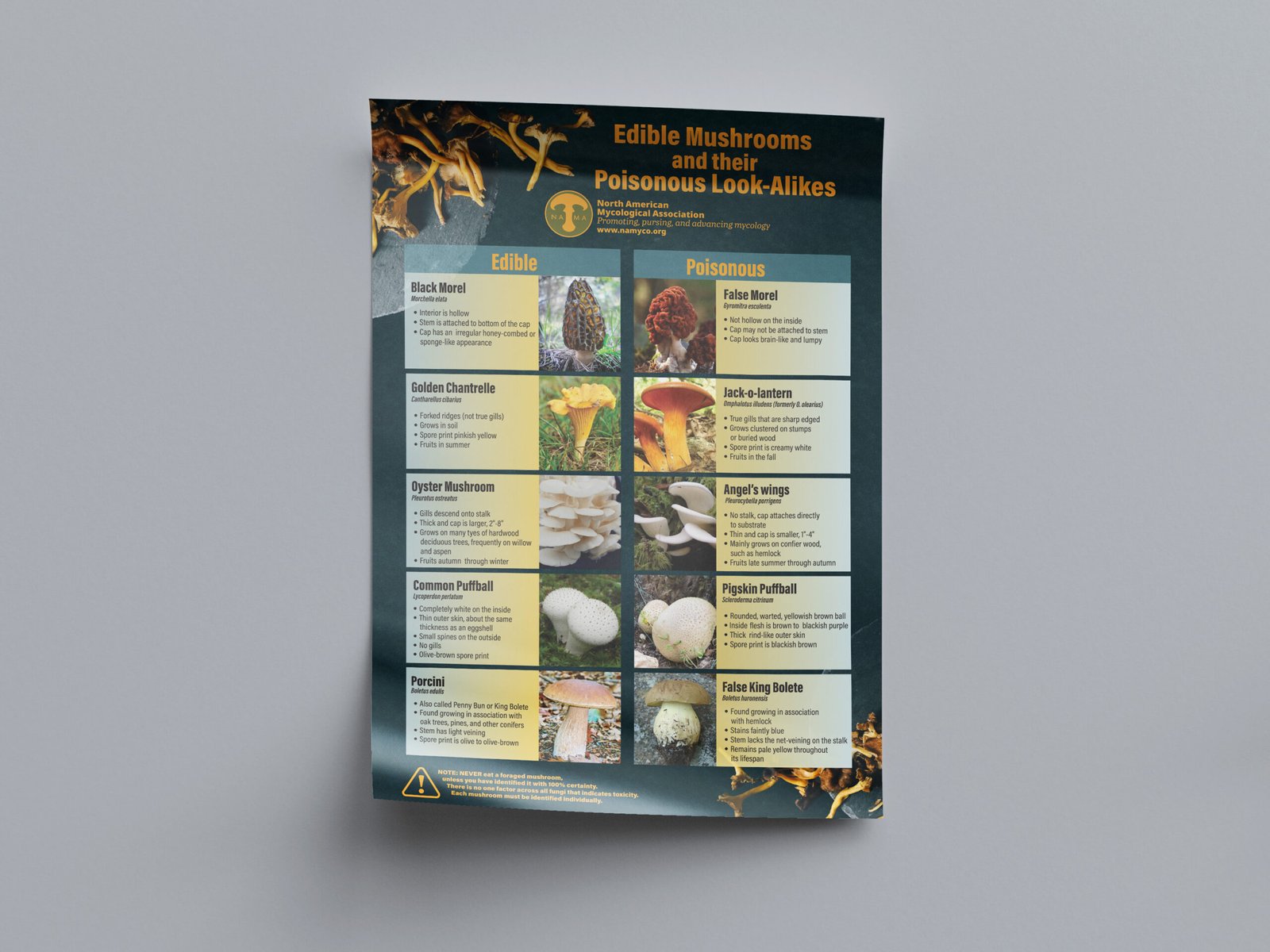 Burnish Point Graphic Design Infographic Poster